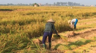 Pirinç, vietnam hasat kadın