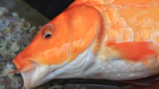 黄色の鯉 — ストック動画