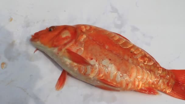 Bouche de carpe jaune 