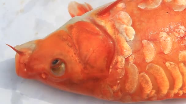 Mouth of yellow carp — Stock Video