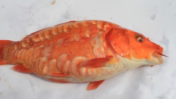 Bouche de carpe jaune 