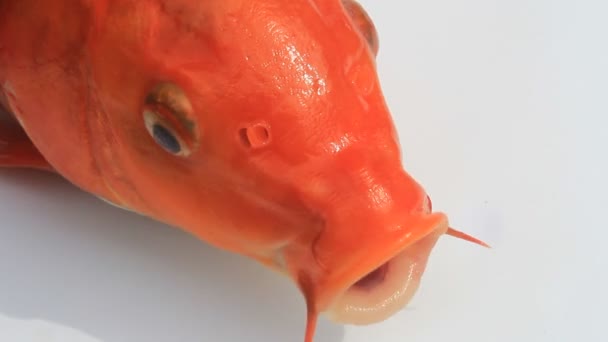 黄色い鯉の口 — ストック動画