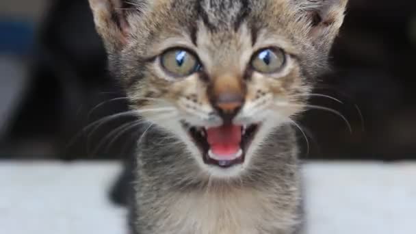 Yavru kedi okşayarak — Stok video