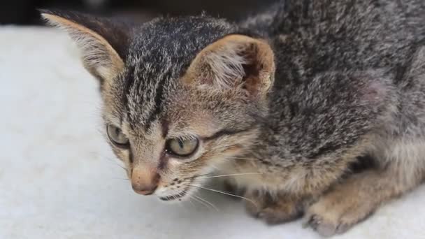 Acariciar gatito — Vídeos de Stock