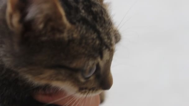 Yavru kedi okşayarak — Stok video