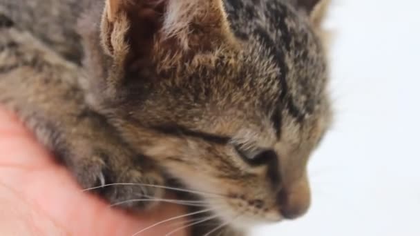 Chaton caressant 