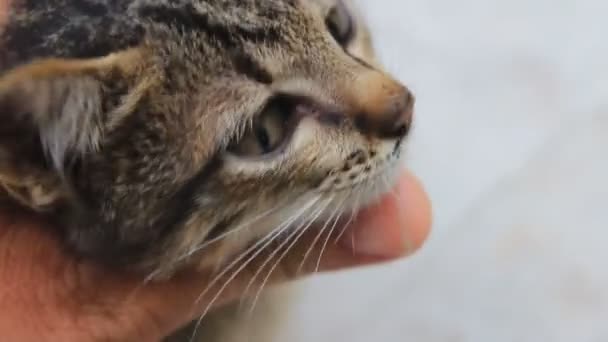 Chaton caressant 