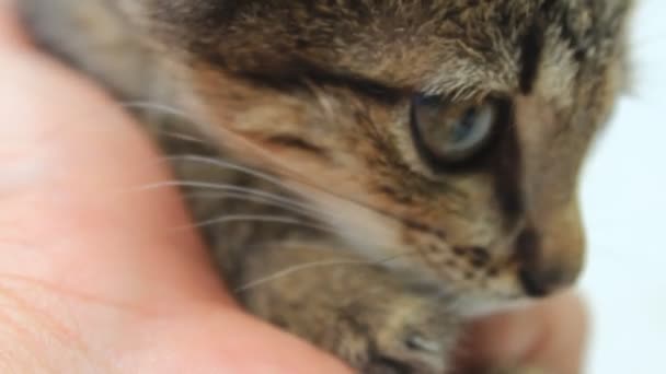 Głaskanie kotka — Wideo stockowe