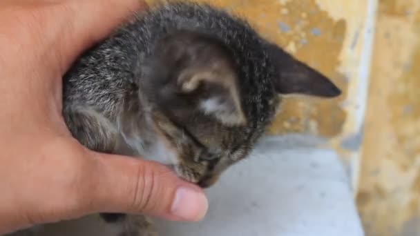 Поглаживание котенка — стоковое видео