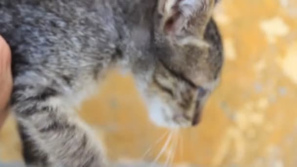 Stroking kitten — Stock Video