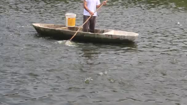 Peces en el estanque — Vídeos de Stock