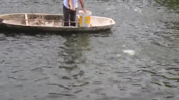 Fische im Teich — Stockvideo