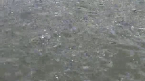 Fische im Teich — Stockvideo