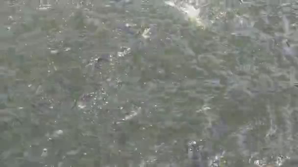 Fische im Teich — Stockvideo