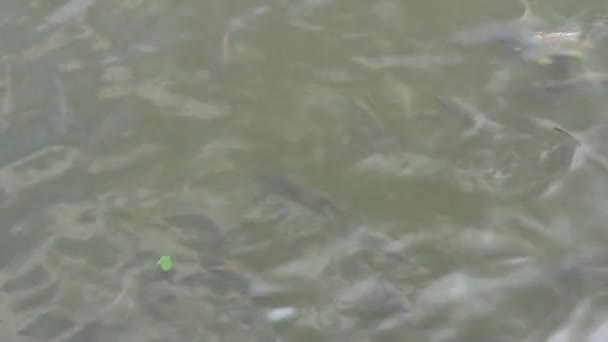 poissons dans l'étang