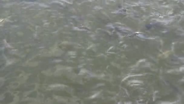 poissons dans l'étang