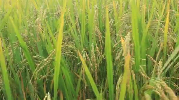 Paddy fields — Stock Video