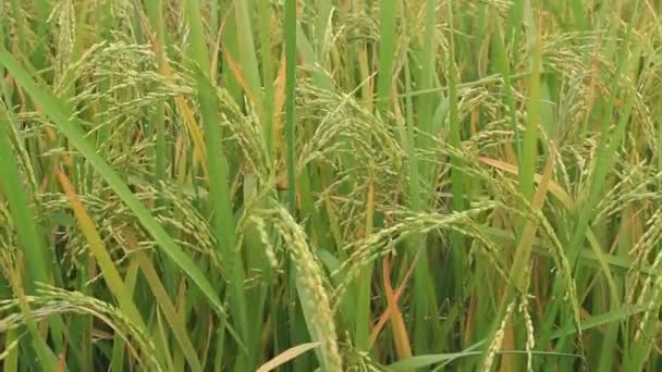 Paddy fields — Stock Video