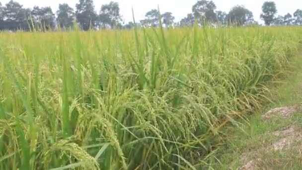 Рисові поля — стокове відео