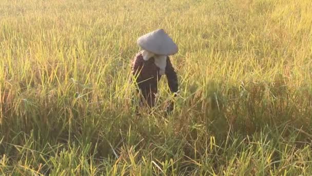 Vietnamesisk kvinna bonden skörd på ett risfält — Stockvideo