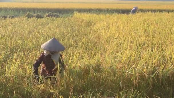 Vietnamees vrouw landbouwer oogst op een rijst gebied — Stockvideo