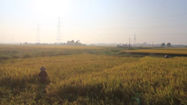 Vietnamees vrouw landbouwer oogst op een rijst gebied — Stockvideo