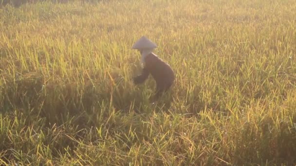 Vietnamese woman farmer harvest on a rice field — Stock Video