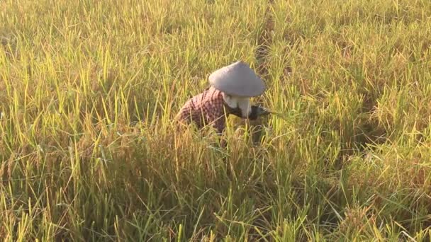 Mujer cosechando arroz, Vietnam — Vídeos de Stock