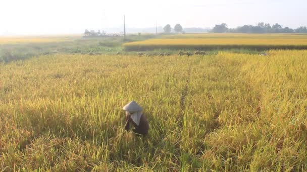 Woman harvesting rice, vietnam — Stock Video