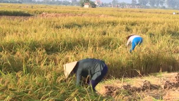 Mujer cosechando arroz, Vietnam — Vídeos de Stock