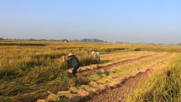 Žena sklizně rýže, vietnam — Stock video