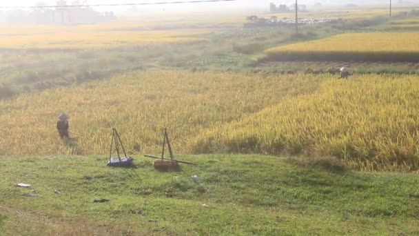 Woman harvesting rice, vietnam — Stock Video