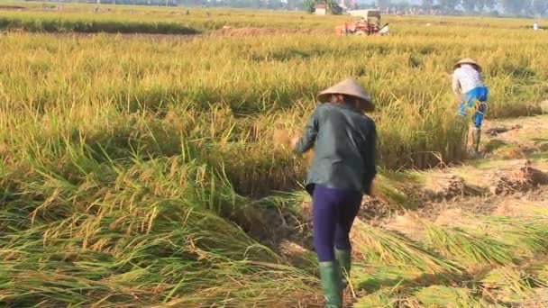 Frau erntet Reis, Vietnam — Stockvideo