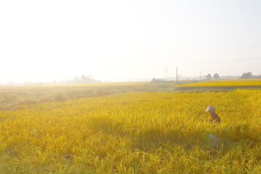 Hai Duong, Vietnam, Eylül, 29: Vietnam kadın çiftçi harve