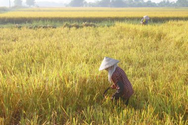 Hai Duong, Vietnam, Eylül, 29: Vietnam kadın çiftçi harve