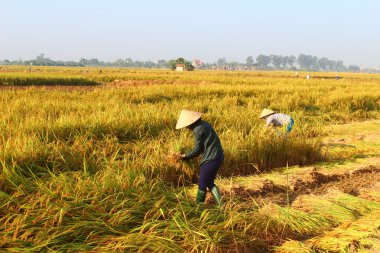 Hai Duong, Vietnam, Eylül, 29: Vietnam kadın çiftçi harve