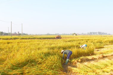 Hai Duong, Vietnam, Eylül, 29: Vietnam kadın çiftçi harve