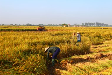 Hai Duong, Vietnam, Eylül, 29: Vietnam kadın çiftçi harve