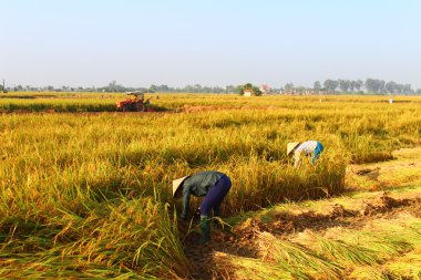 Hai Duong, Vietnam, Eylül, 29: Vietnam kadın çiftçi harve