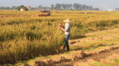 Hai Duong, Vietnam, Eylül, 29: Vietnam kadın çiftçi harve