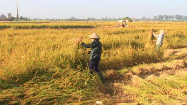 Hai Duong, Vietnam, Eylül, 29: Vietnam kadın çiftçi harve