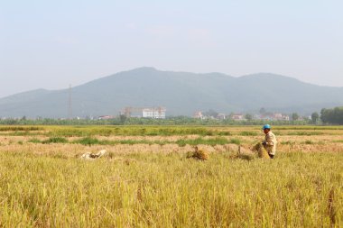 Hai Duong, Vietnam, 26 Ekim: Kimliği belirsiz getirmek pirinç topuz