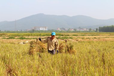 Hai Duong, Vietnam, 26 Ekim: Kimliği belirsiz getirmek pirinç topuz