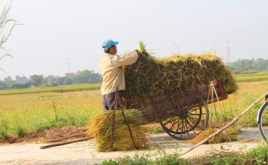 Hai Duong, Vietnam, 26 Ekim: Kimliği belirsiz getirmek pirinç topuz
