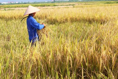 Hai Duong, Vietnam, 26 Ekim: Vietnam kadın Çiftçi hasat
