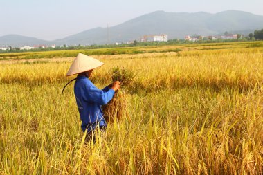 Hai Duong, Vietnam, 26 Ekim: Vietnam kadın Çiftçi hasat