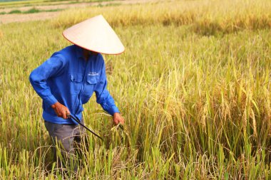 Hai Duong, Vietnam, 26 Ekim: Vietnam kadın Çiftçi hasat