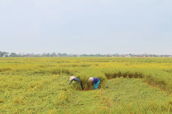 Hai Duong, Wietnam, września, 18: Wietnamskie kobiety rolnik harve — Zdjęcie stockowe
