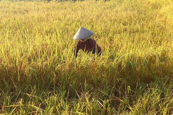 Hai Duong, Vietnam, September, 29: Vietnamesisk kvinna bonden harve — Stockfoto