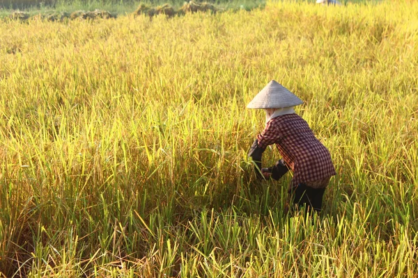 Hai duong, vietnam, september 29: vietnamesische bäuerin ernten — Stockfoto